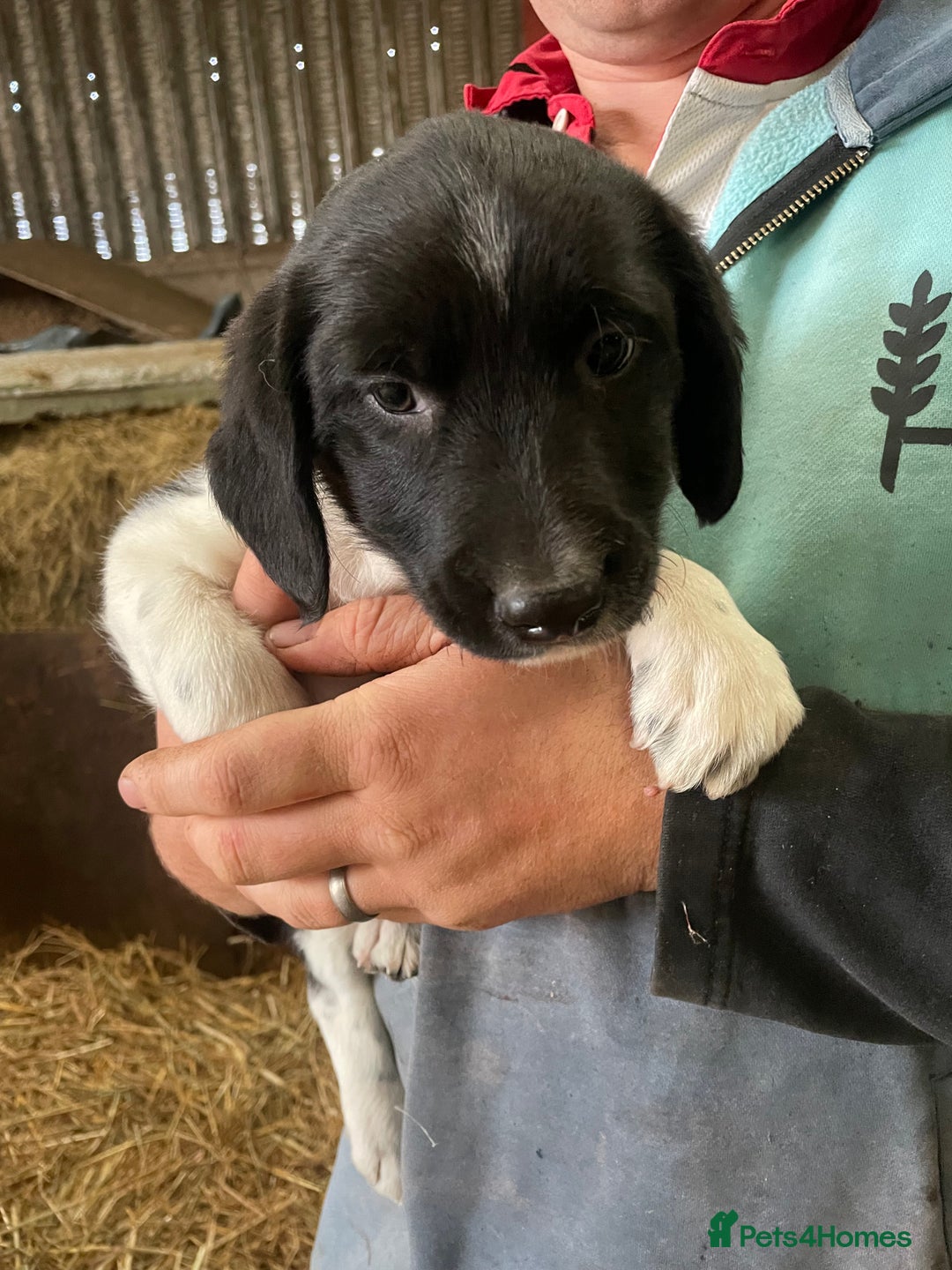 Border Collie dogs for sale: Border collie puppies  - Advert 4