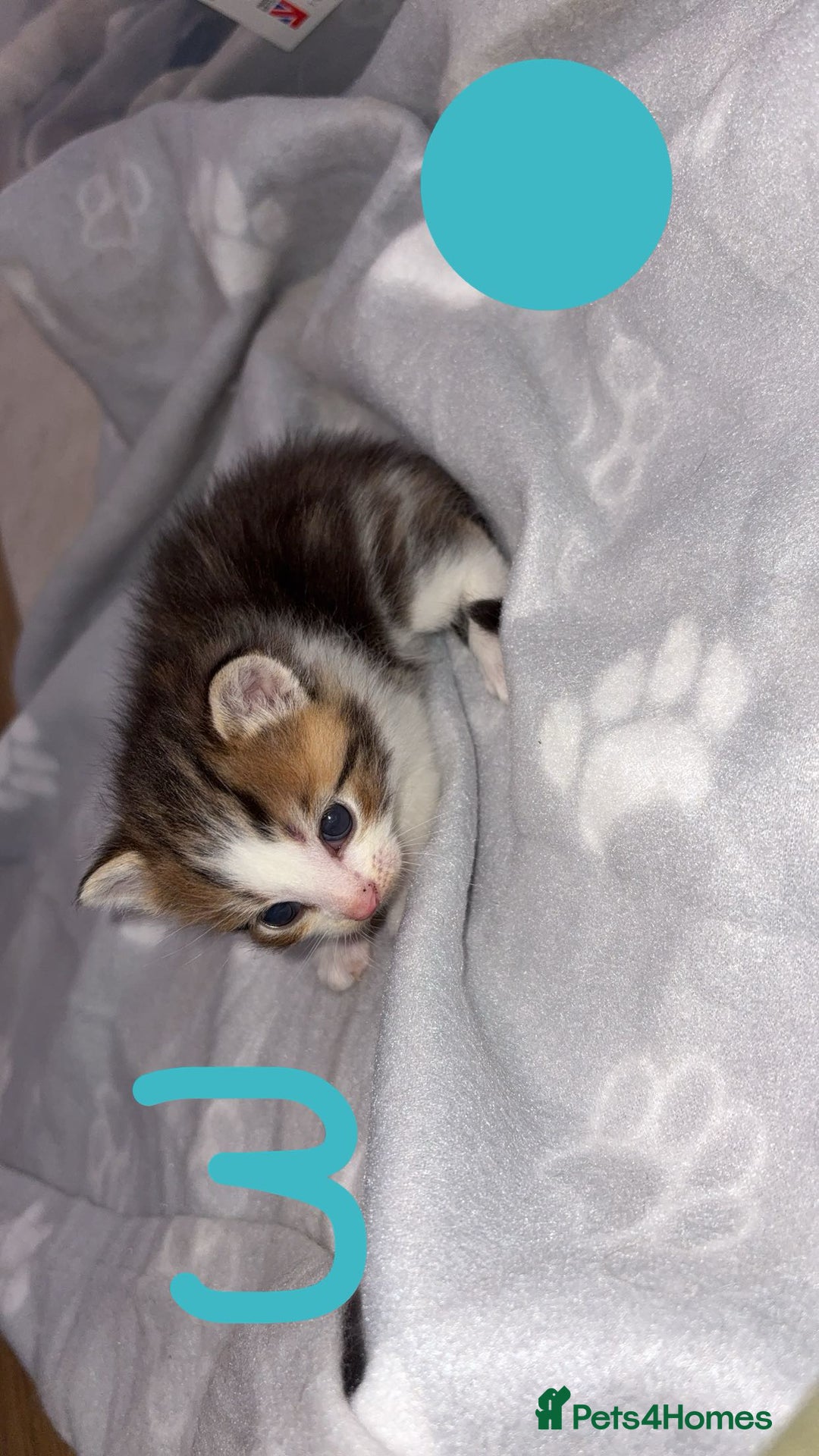 British Shorthair cats for sale: 6 beautiful kittens for sale  - Advert 7