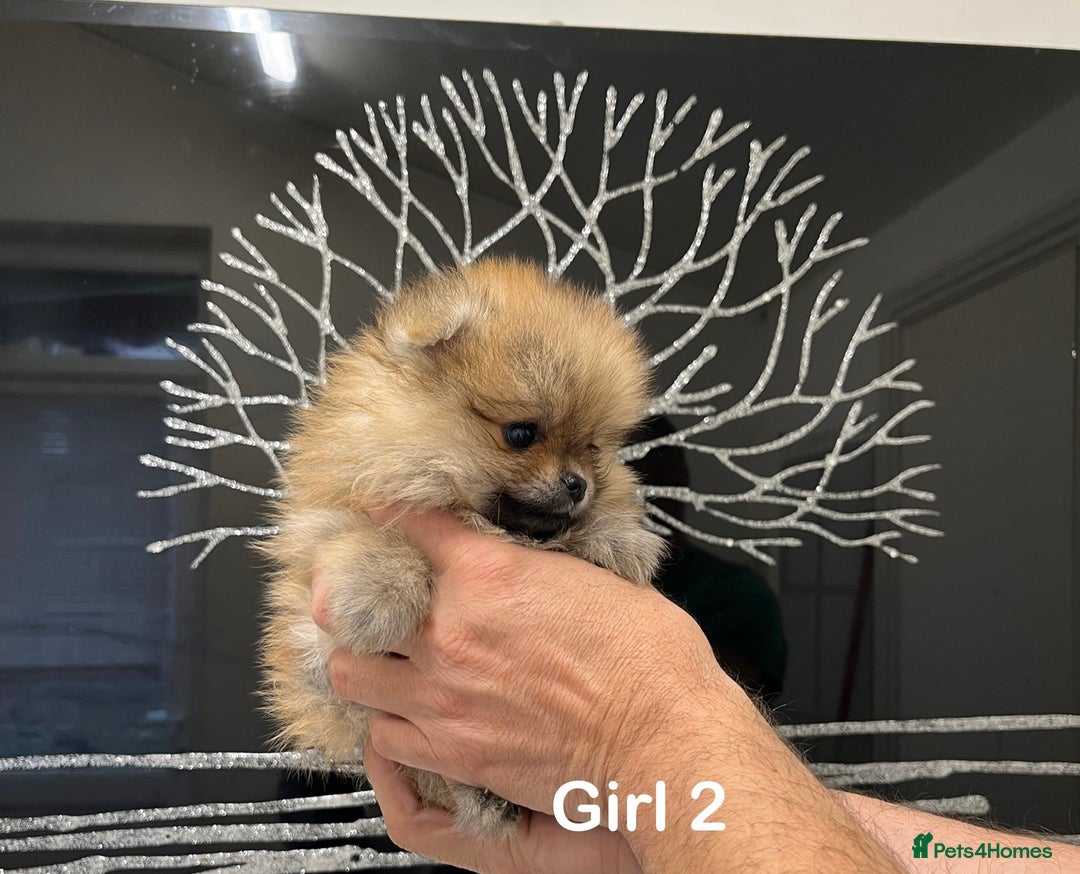 Pomeranian dogs for sale: Mini 500grams Now🔥Teddy Bear Face🧸 - Image 9