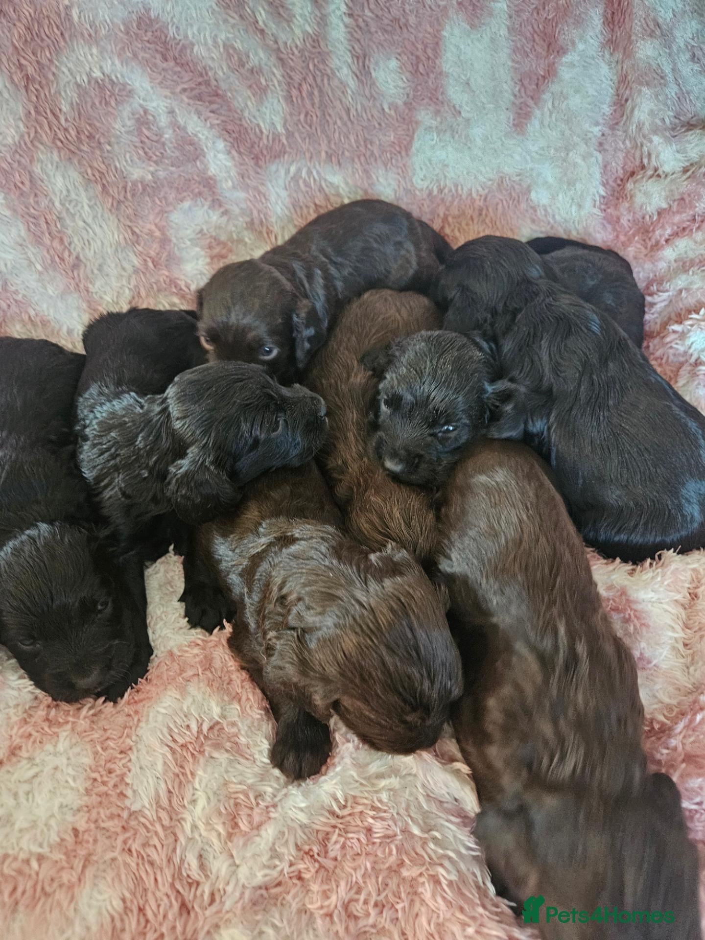 Sprocker dogs Beautiful litter of spocker pups for sale - Advert 2