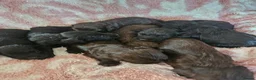 Sprocker dogs for sale: Beautiful litter of spocker pups for sale - Advert 2