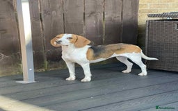 Beagle dogs for adoption: Sweet Mayli is ready for her forever home - Image 5
