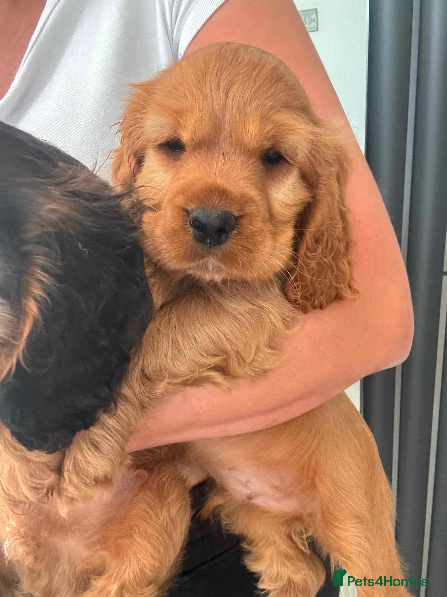 Cocker Spaniel dogs Beautiful kc  cocker spaniels puppies 💙❤️ - Advert 3