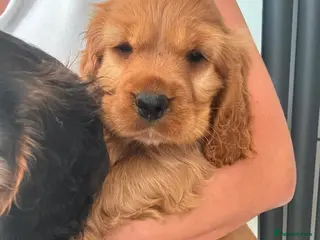 Cocker Spaniel dogs Beautiful kc cocker spaniels puppies 💙❤️ - Advert 3
