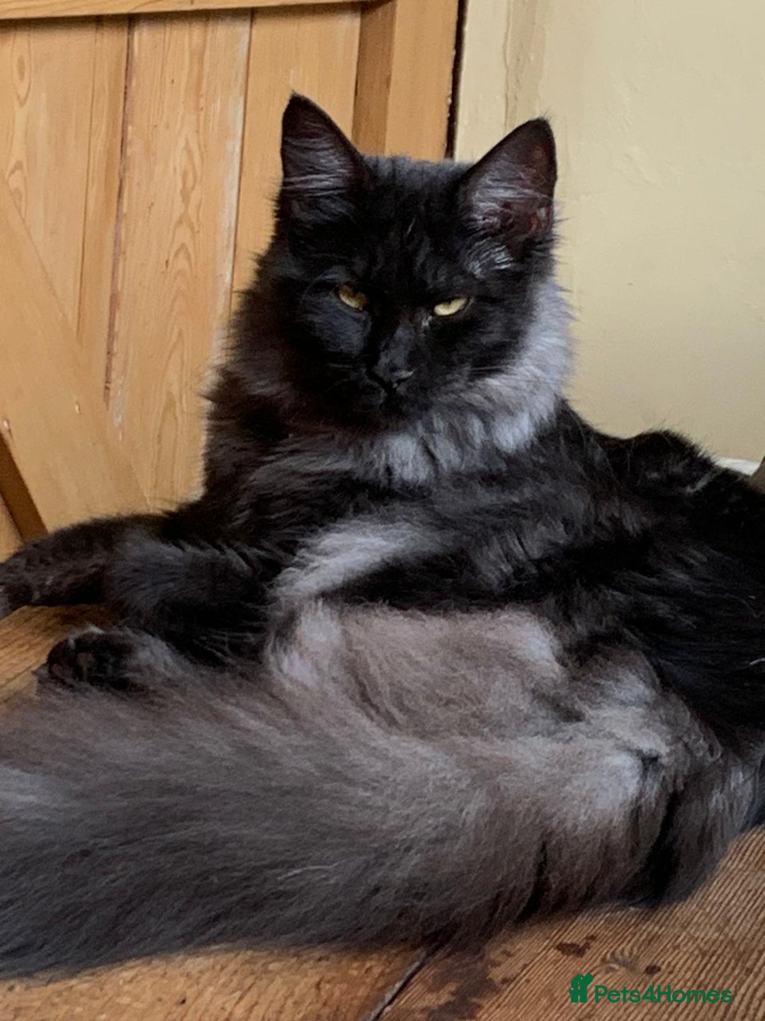 Maine Coon cats for sale: Full pedigree Maine Coon Female - Image 9