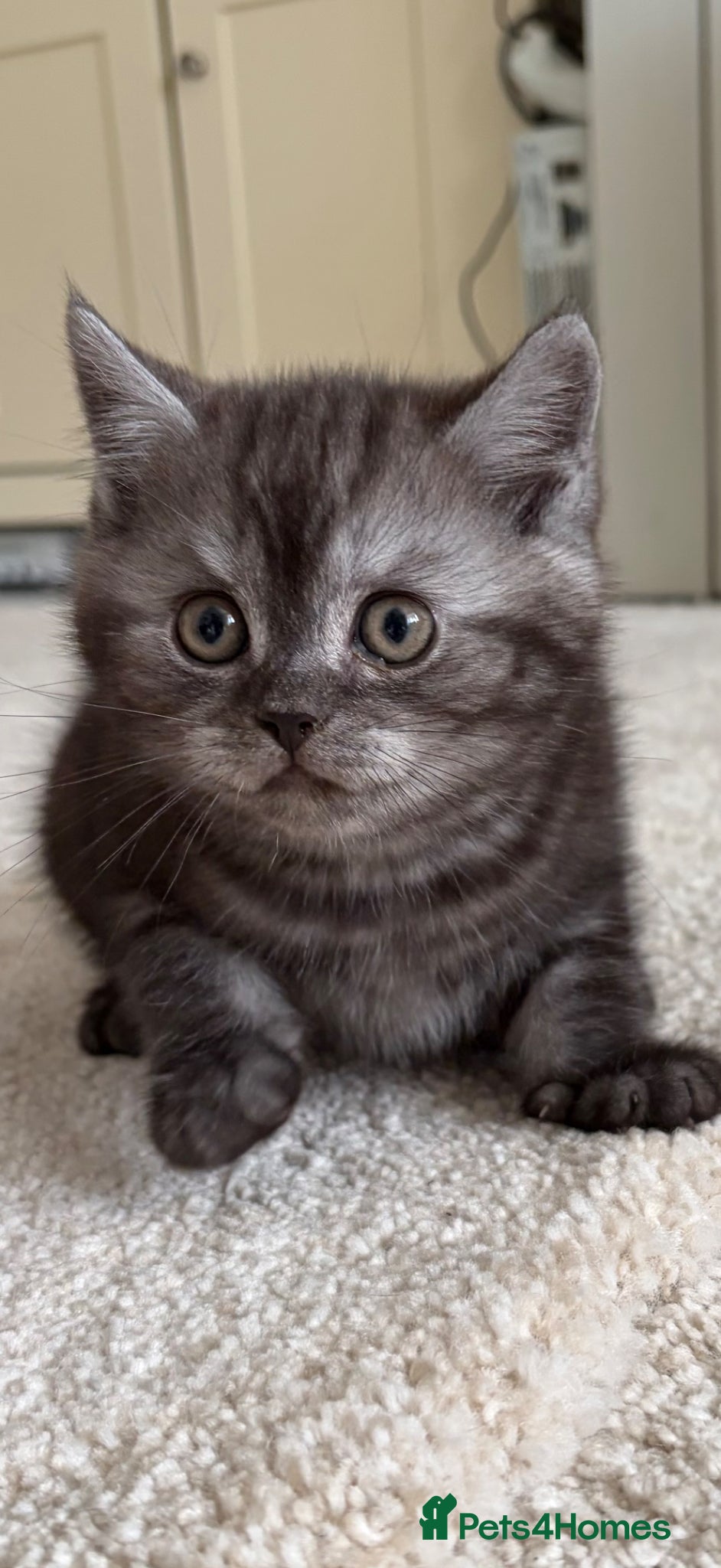 British Shorthair cats 4 British Shorthair kittens - Advert 2