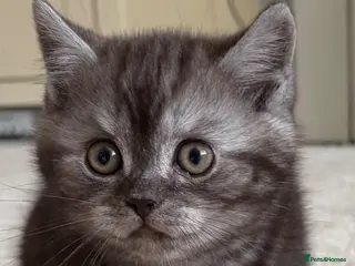 British Shorthair cats 4 British Shorthair kittens - Advert 7