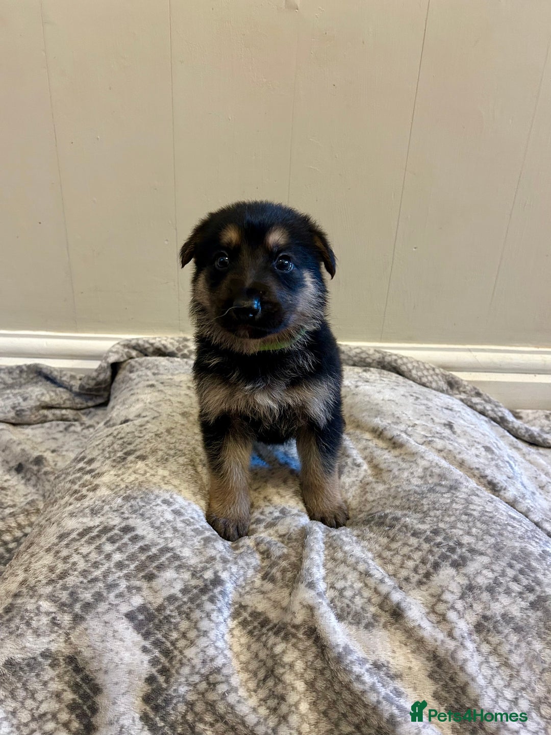 German Shepherd dogs for sale: 6 beautiful German Sheperd puppies  - Image 2