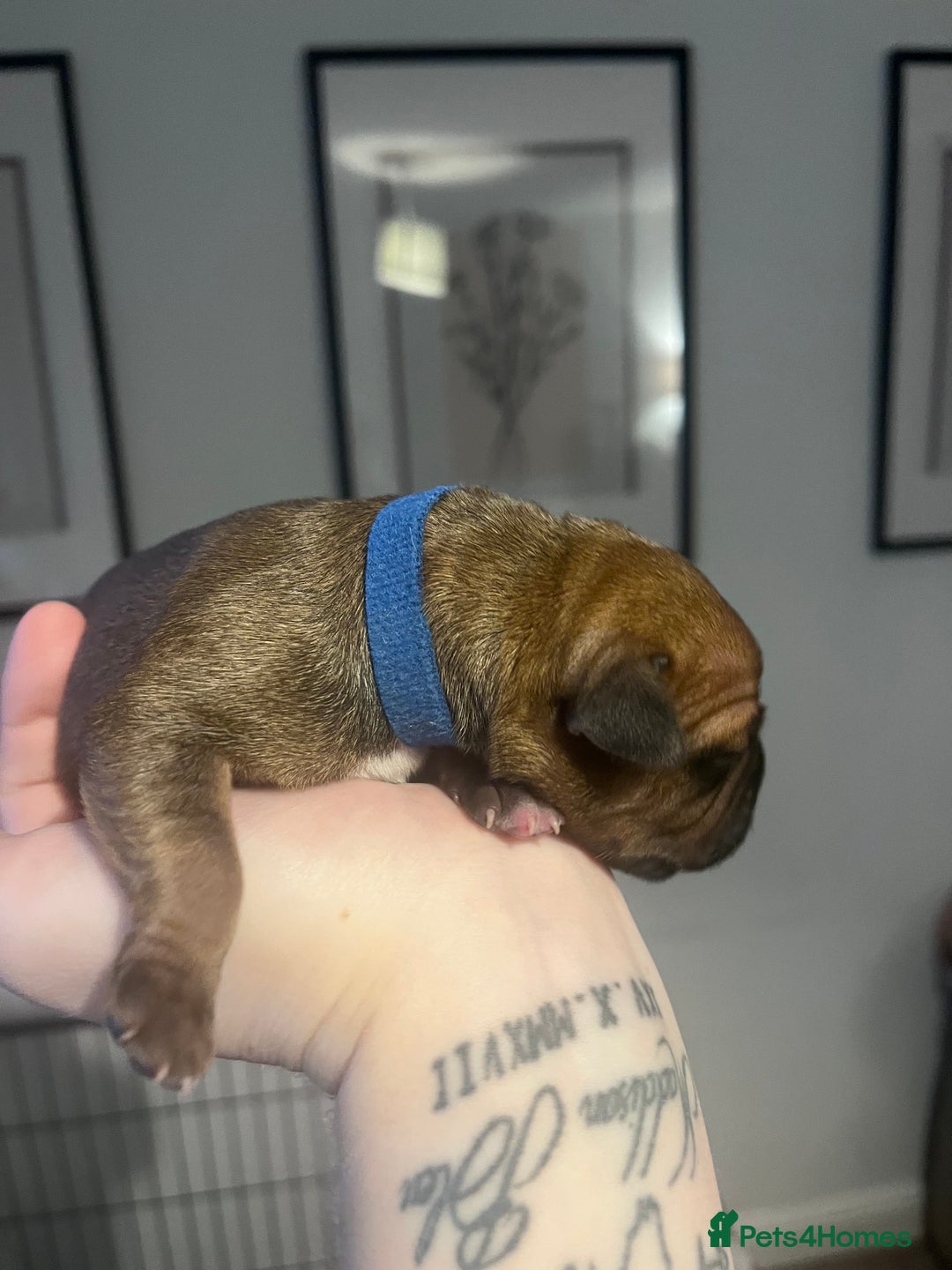 Staffordshire Bull Terrier dogs for sale: Red staffy pups  - Advert 16