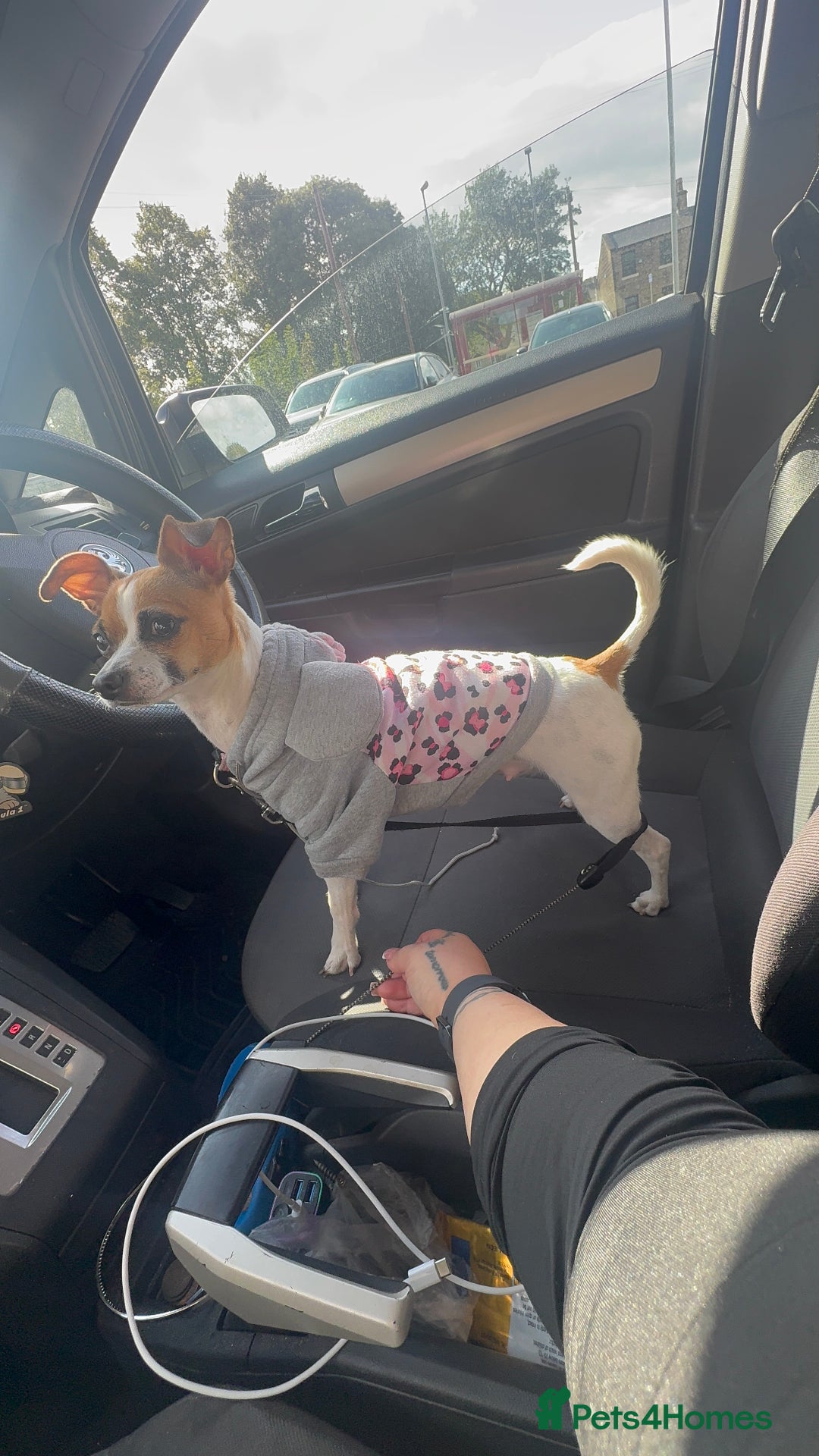 Chihuahua dogs for sale: Beautiful white short coat male Chihuahua  - Image 9
