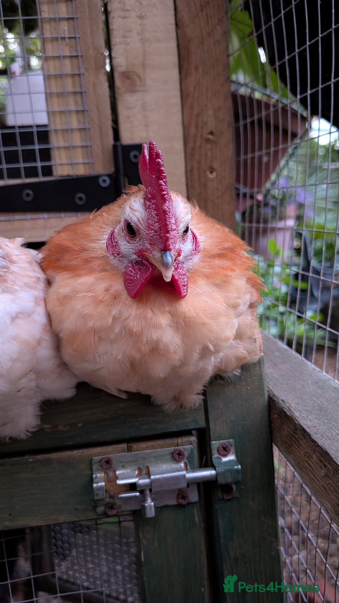 Chickens poultry Trio of Unrelated Serama Malaysian Bantams - Advert 1