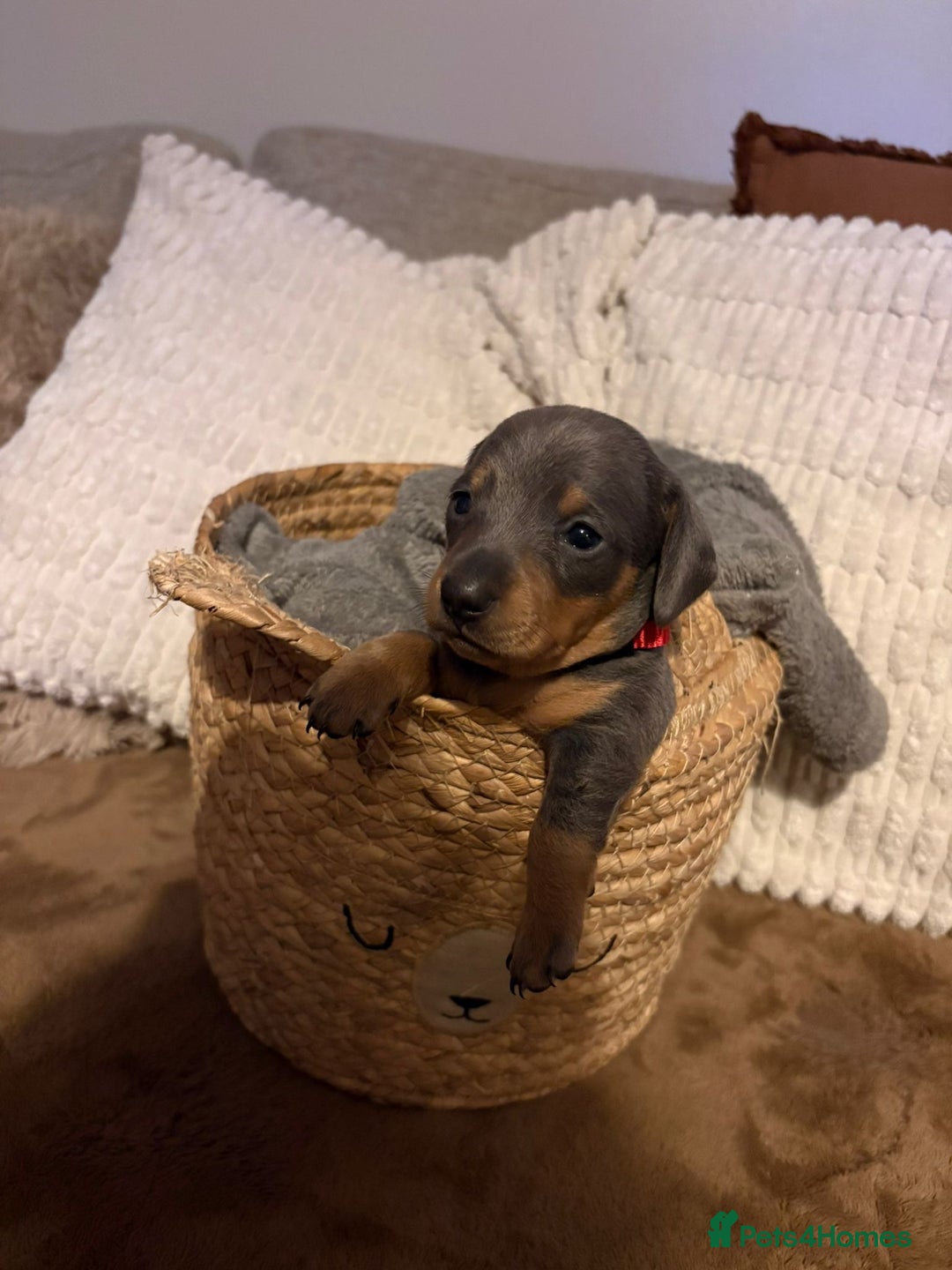 Miniature Dachshund dogs for sale: Miniature dachshund puppies forsale - Advert 11