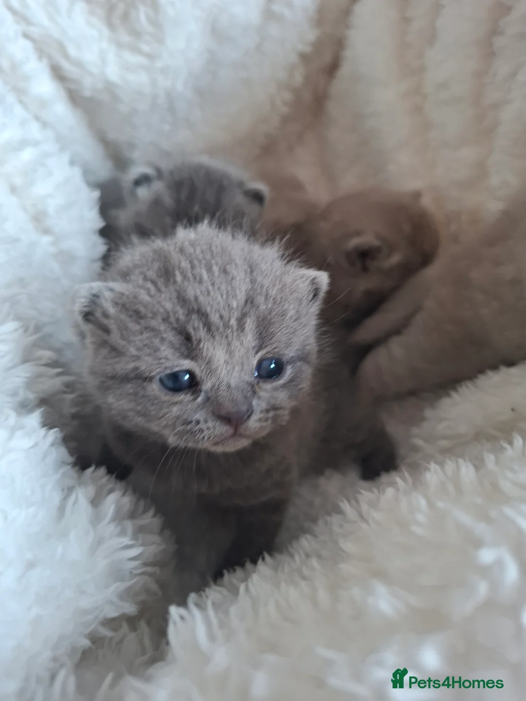 British Shorthair cats for sale: Only 1 blue boy & 1 blue girl available to reserve - Advert 20