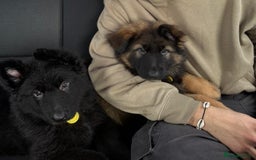 German Shepherd dogs for sale: 2 German Shepard puppies  - Image 3