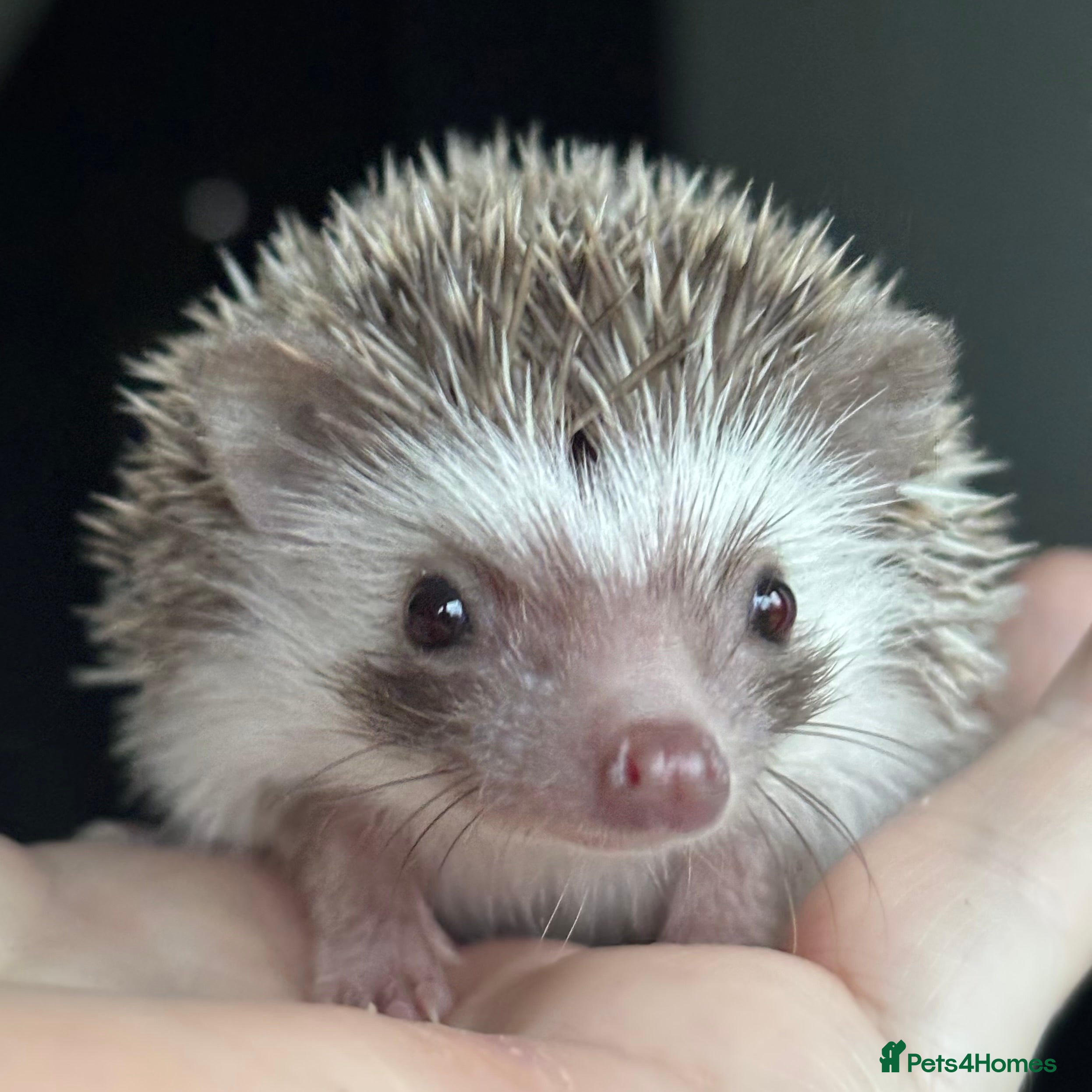 Pygmy Hedgehog rodents Girl Boy Ethically Bred African Pygmy Hedgehog - Advert 11