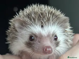 Pygmy Hedgehog rodents Girl Boy Ethically Bred African Pygmy Hedgehog - Advert 11
