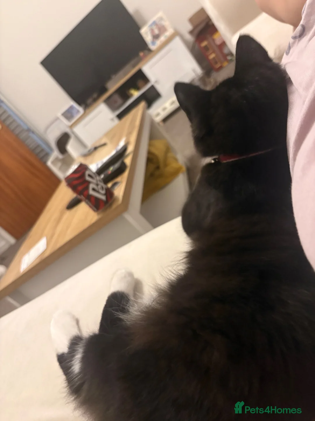 British Longhair cats for sale: 7 month old kitten in Gillingham - Advert 2