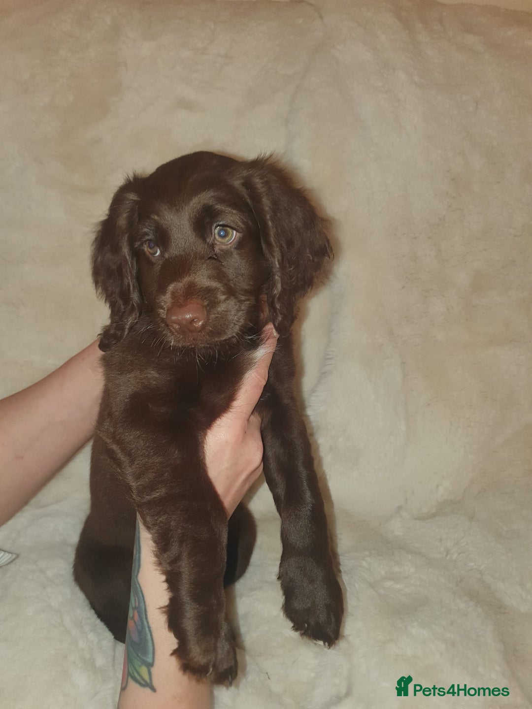 Cockapoo dogs for sale: F2 cockapoos  - Image 22
