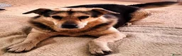 Mixed Breed dogs for adoption: Really… does nobody want to give me a chance? 💔🐶 - Advert 1