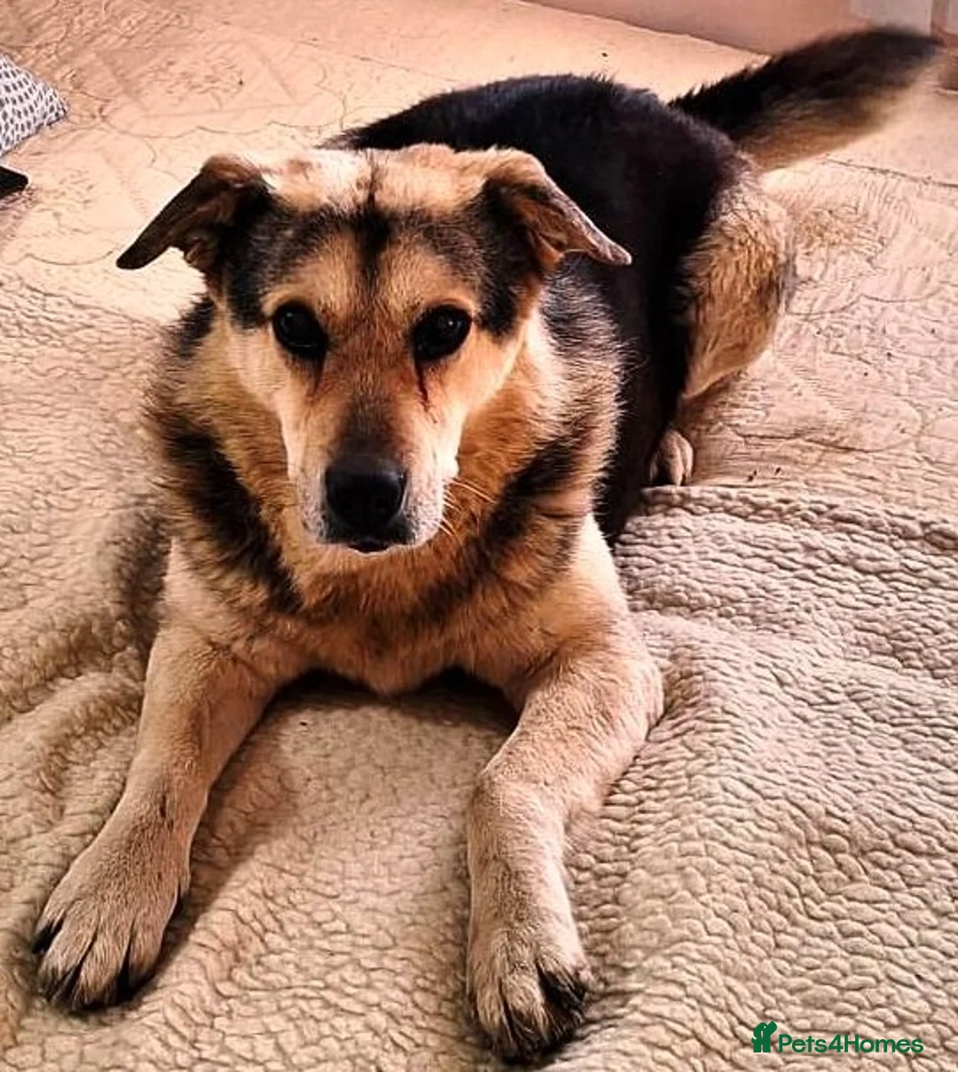 Mixed Breed dogs for adoption: Really… does nobody want to give me a chance? 💔🐶 - Advert 1