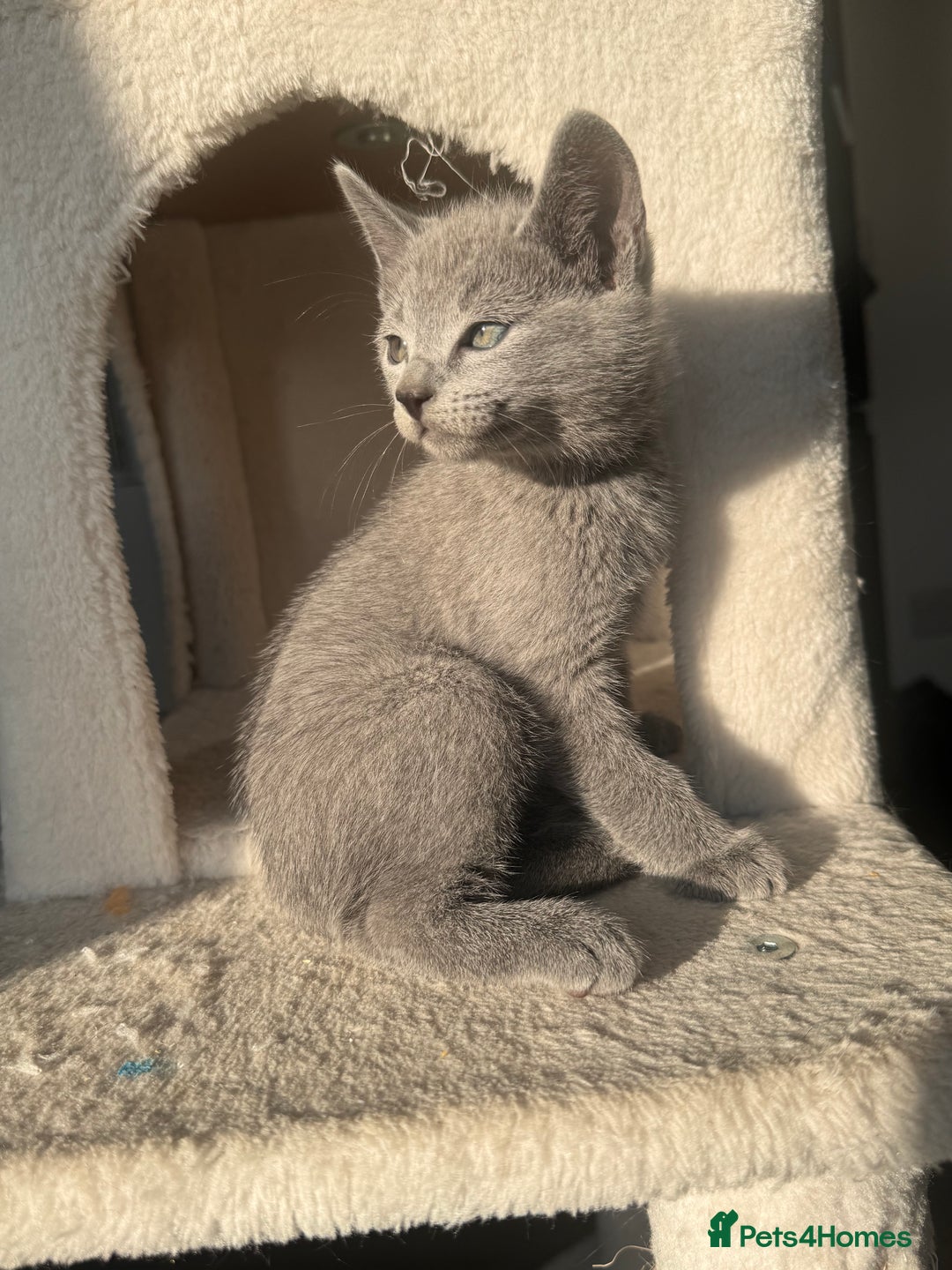Russian Blue cats for sale: 🐾 Premium Home-Raised Russian Blue Kittens -Ready - Advert 8