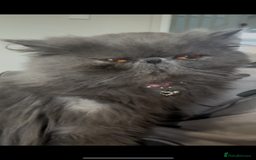 Persian cats for sale: ✨Active Pair of Persian Cats GCCF registered - Advert 3