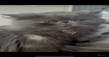 Persian cats ✨Active Pair of Persian Cats GCCF registered - Advert 13