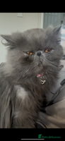 Persian cats ✨Active Pair of Persian Cats GCCF registered - Advert 5
