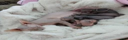 Sphynx cats for sale: Beautiful  Sphynx kitten for sale  - Advert 1
