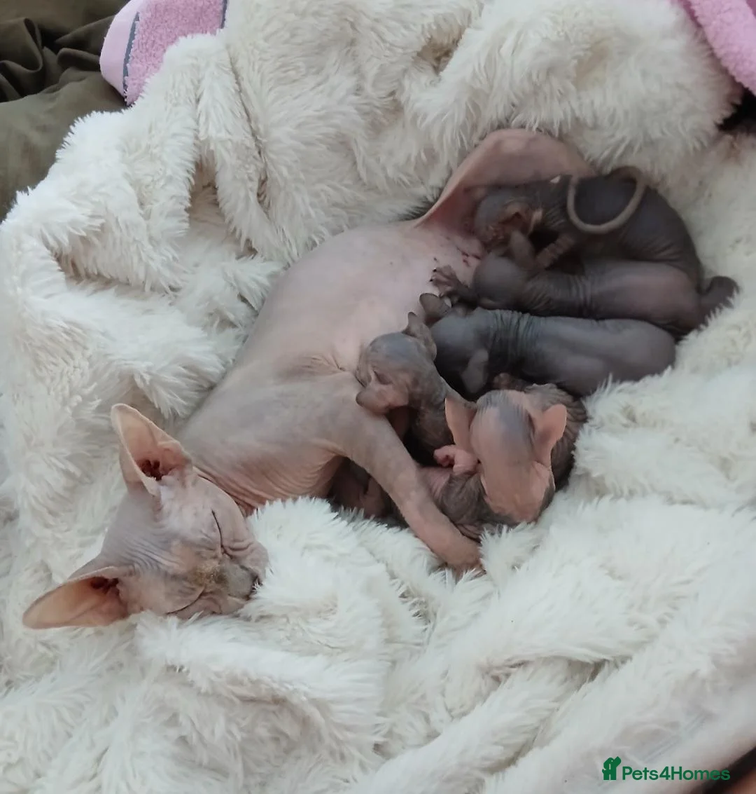 Sphynx cats for sale: Beautiful  Sphynx kitten for sale  - Advert 1
