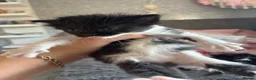 Mixed Breed cats for sale: 4 ragdoll x tuxedo kittens for sale! in Walsall - Advert 14