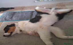 Australian Shepherd dogs for sale: 9.5 month old australian shepherd tri boy - Image 3