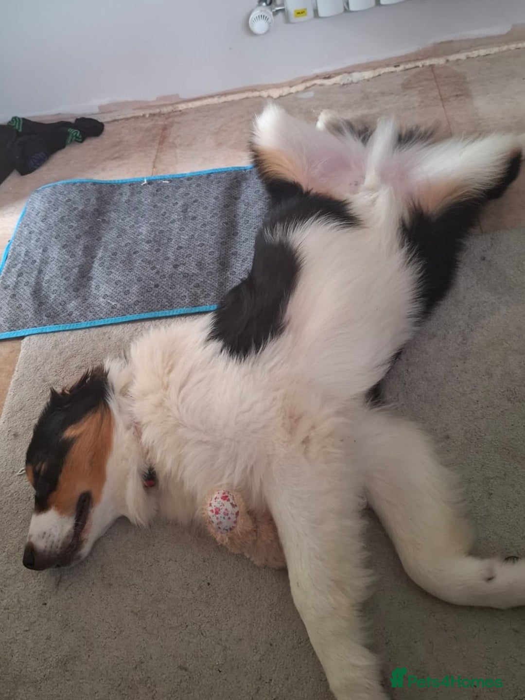 Australian Shepherd dogs for sale: 9.5 month old australian shepherd tri boy - Image 3