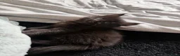 Maine Coon cats for sale: TICA - Maine Coon Kittens ready for forever homes! - Advert 5