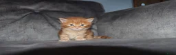 Maine Coon cats for sale: Gorgeous maine coon cross kittens - Advert 29