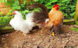 Chickens poultry for sale: Serama x silkie chicks ultra soft, fluffy and tiny - Image 13