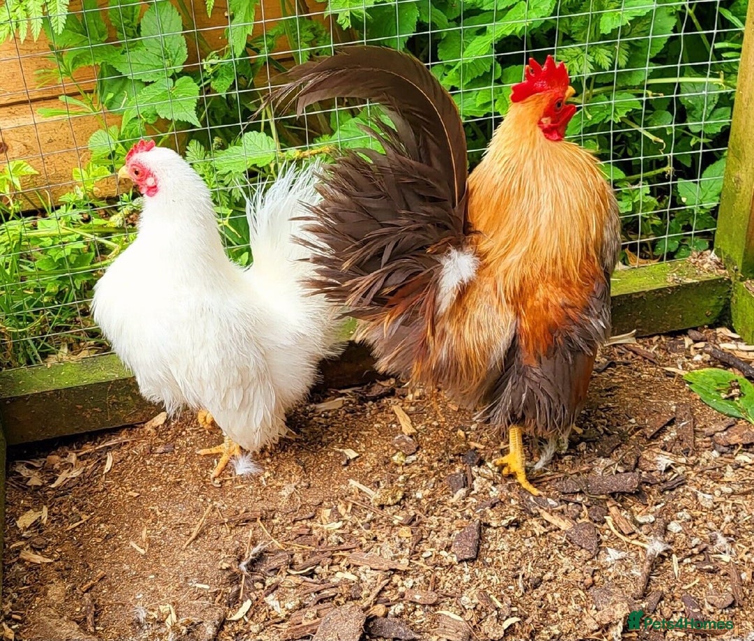 Chickens poultry for sale: Serama x silkie chicks ultra soft, fluffy and tiny - Image 13