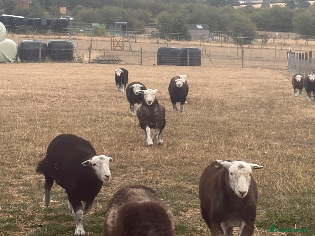 Sheep livestock for sale: Herdwick lambs  - Advert 2