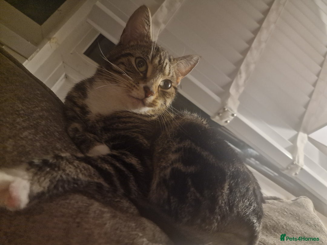 Mixed Breed cats for adoption: Loved family cats in need of a loving home  - Advert 10