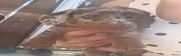 Dachshund dogs for sale: Beautiful dachshunds looking for forever home - Advert 6