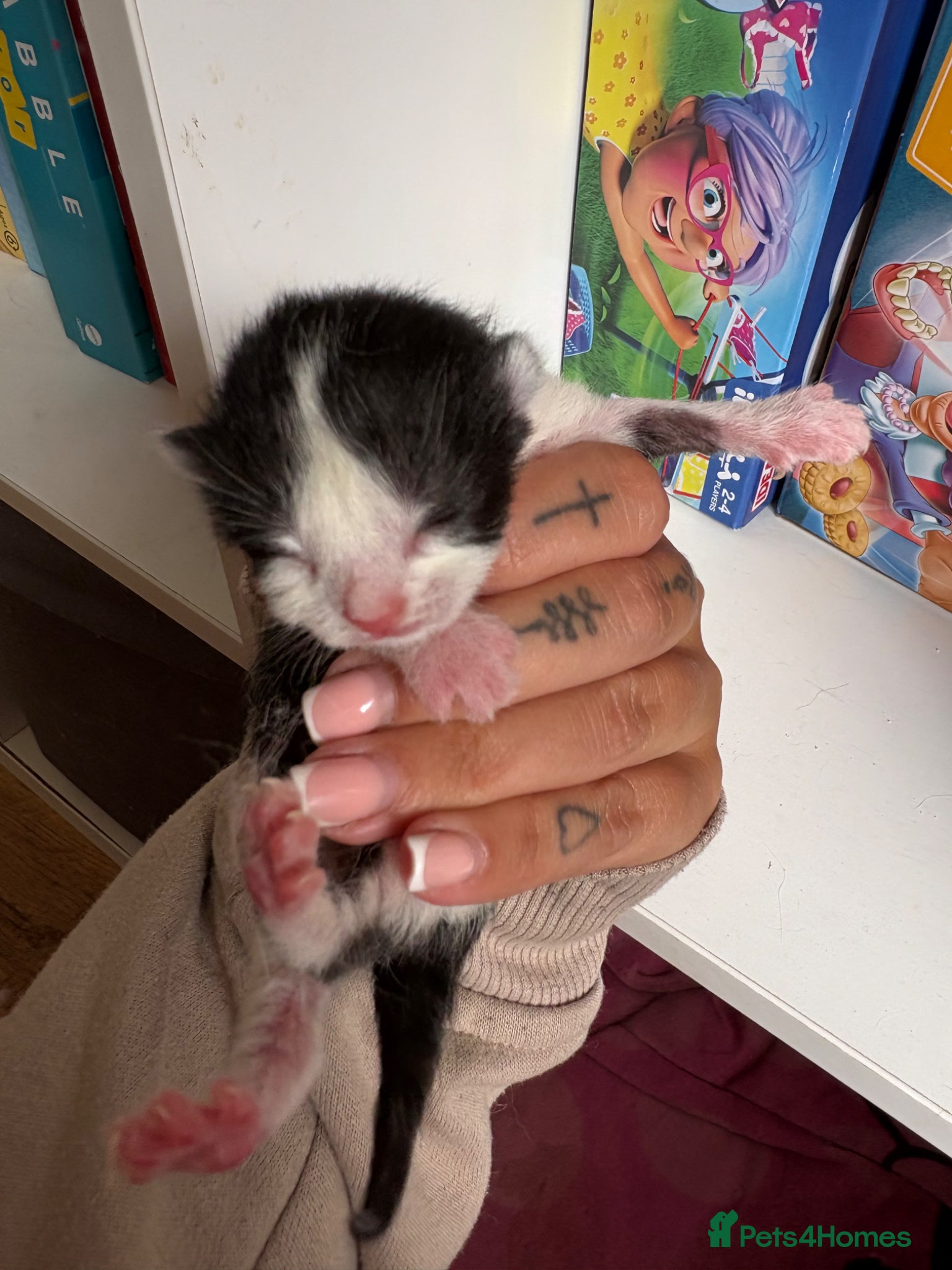 Mixed Breed Kitten 5