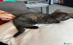 Domestic Shorthair cats for sale: tortoiseshell Kitten  - Image 10