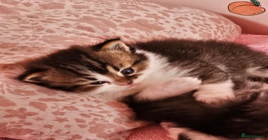 Mixed Breed cats - Advert 1