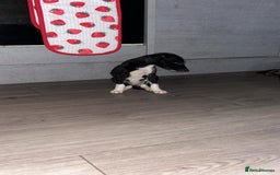 Lurcher dogs for sale: Lurcher pups  - Image 7