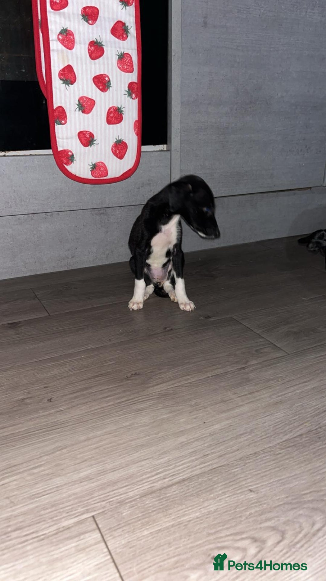 Lurcher dogs for sale: Lurcher pups  - Image 7