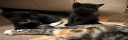 British Shorthair cats for sale: Two black kittens, one with some white    in Bristol - Advert 22