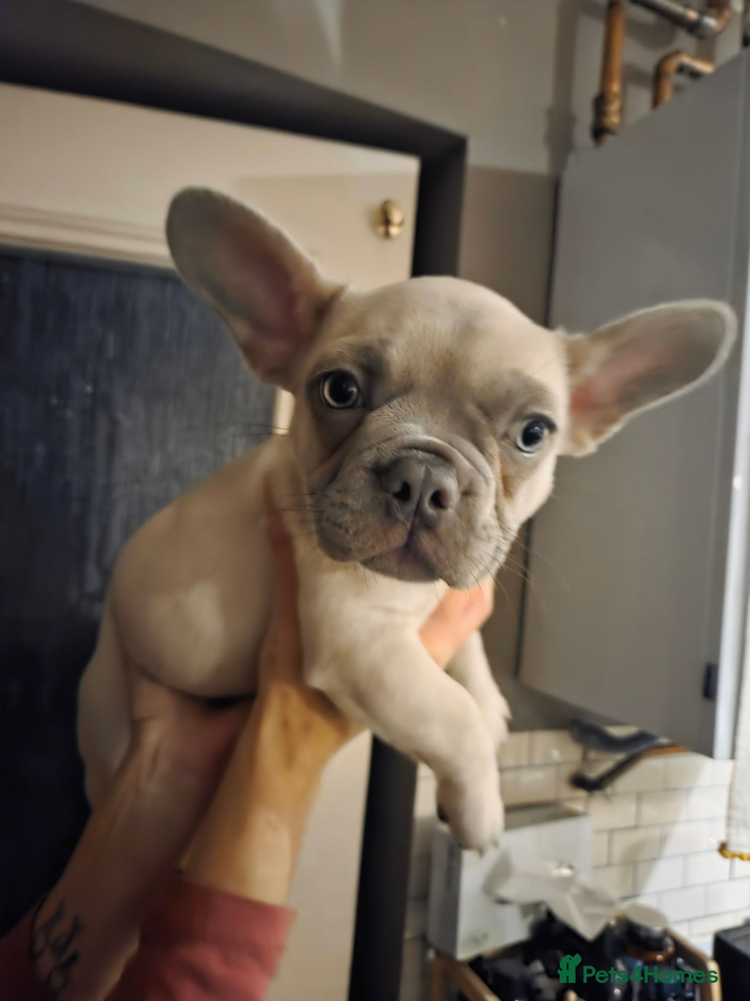 French Bulldog dogs for sale: Frenchies for sale - Advert 6