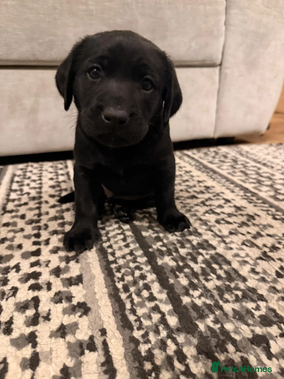 Labrador Retriever dogs for sale: Black male Labrador puppy - Advert 2