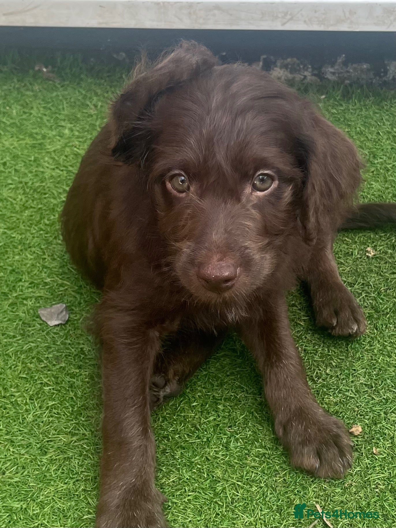 Labradoodle dogs Ready now - last few remaining  - Advert 2