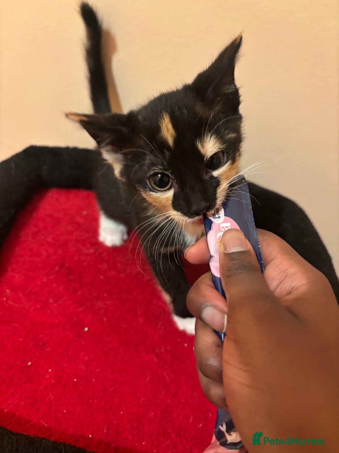 Mixed Breed cats for sale: Gorgeous Kittens Ready For A New Home!  - Advert 3